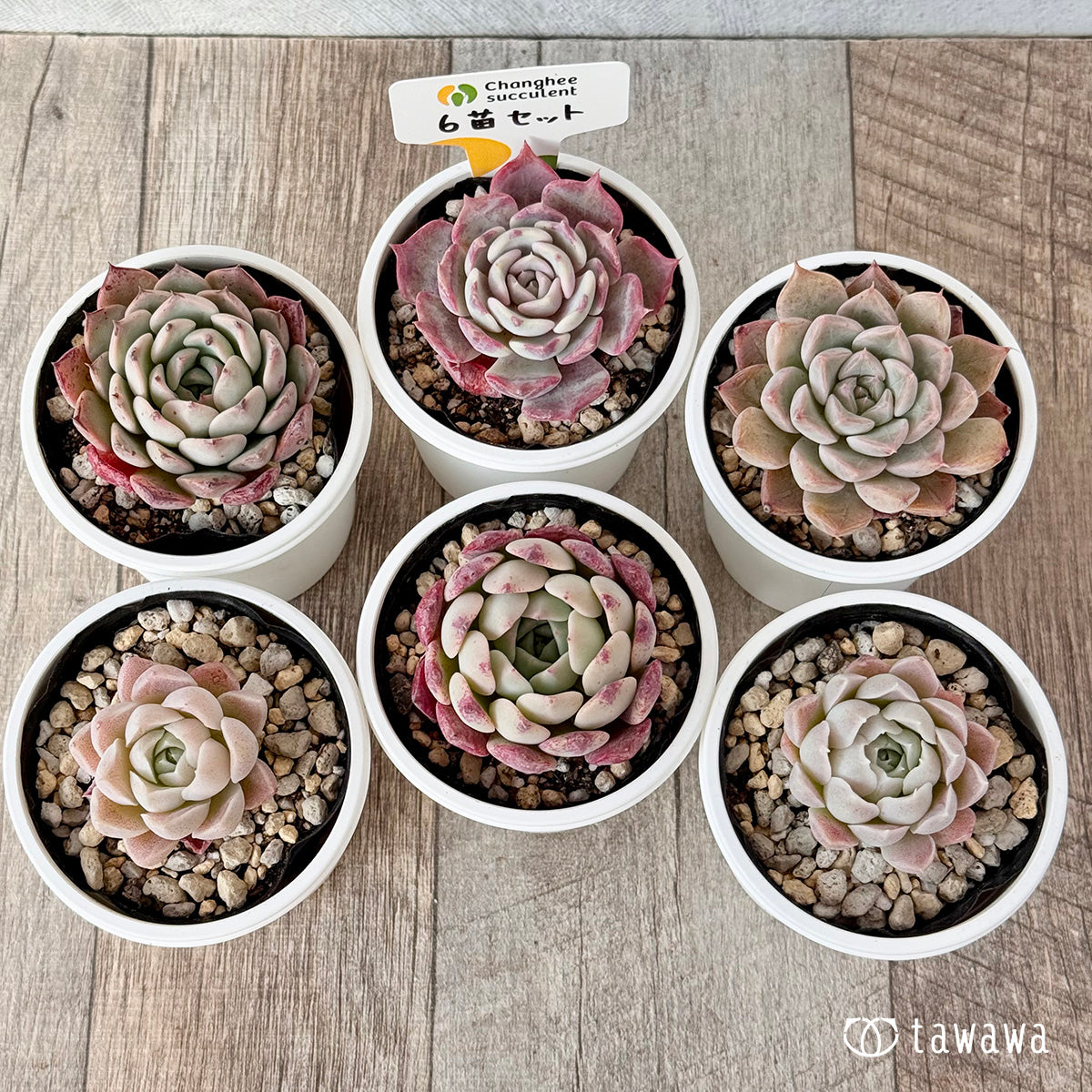 *新発売* 6苗セット(チャンヒー農園)【tawawaハウス苗】