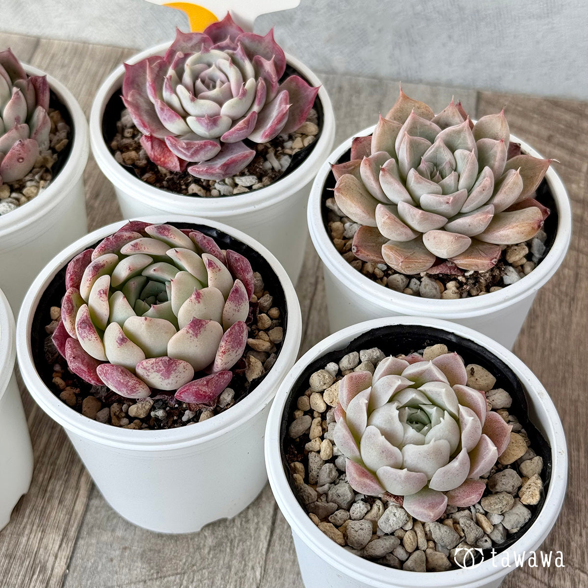 *新発売* 6苗セット(チャンヒー農園)【tawawaハウス苗】