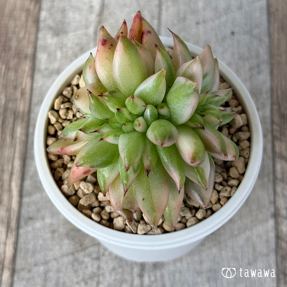 エルクホーン錦綴化