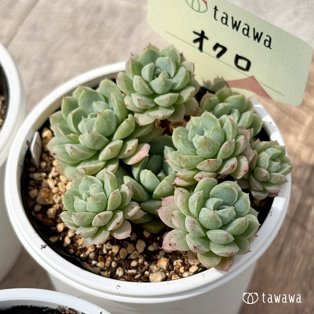 *新発売* オクロ(エアーマジック農園)【tawawaハウス苗】