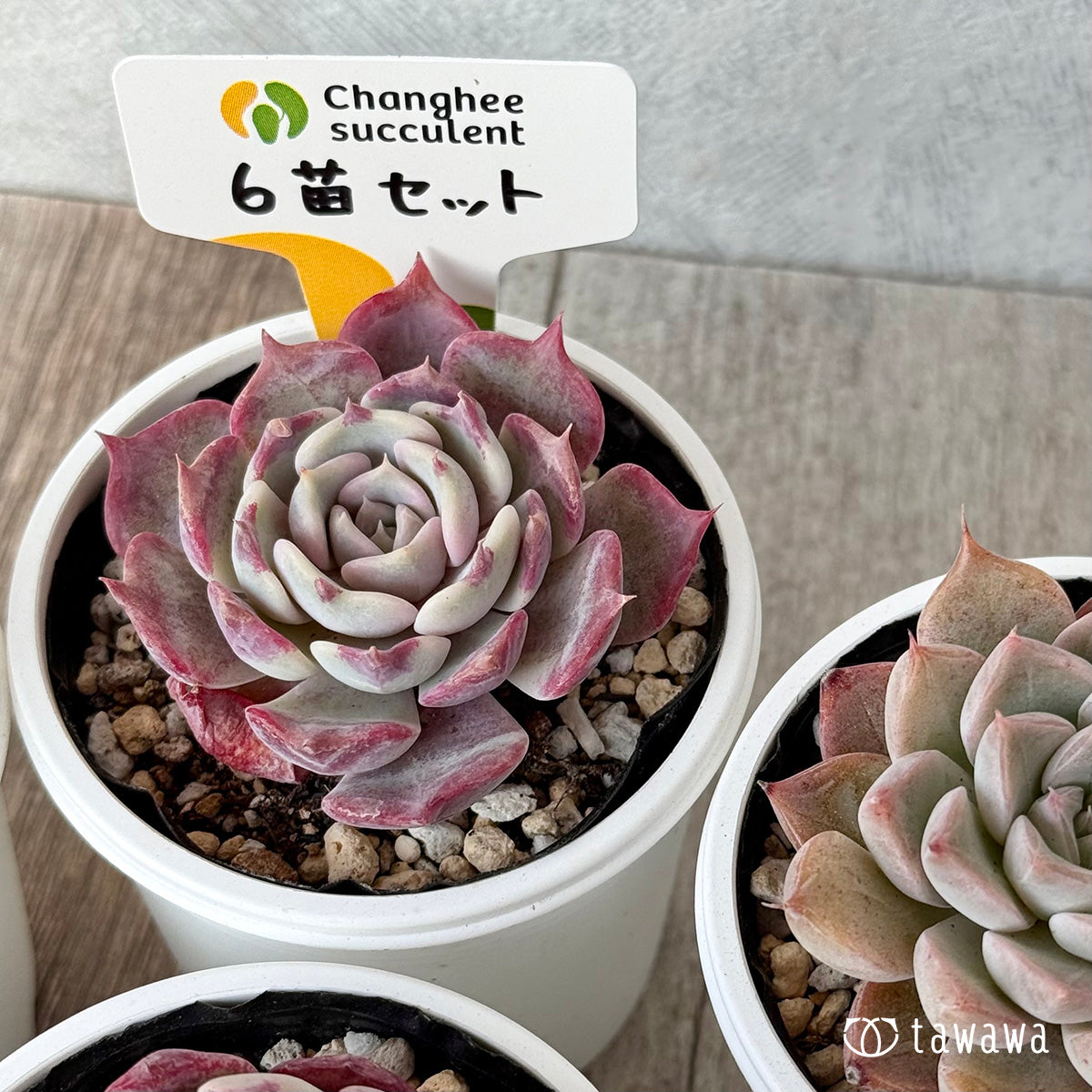 *新発売* 6苗セット(チャンヒー農園)【tawawaハウス苗】