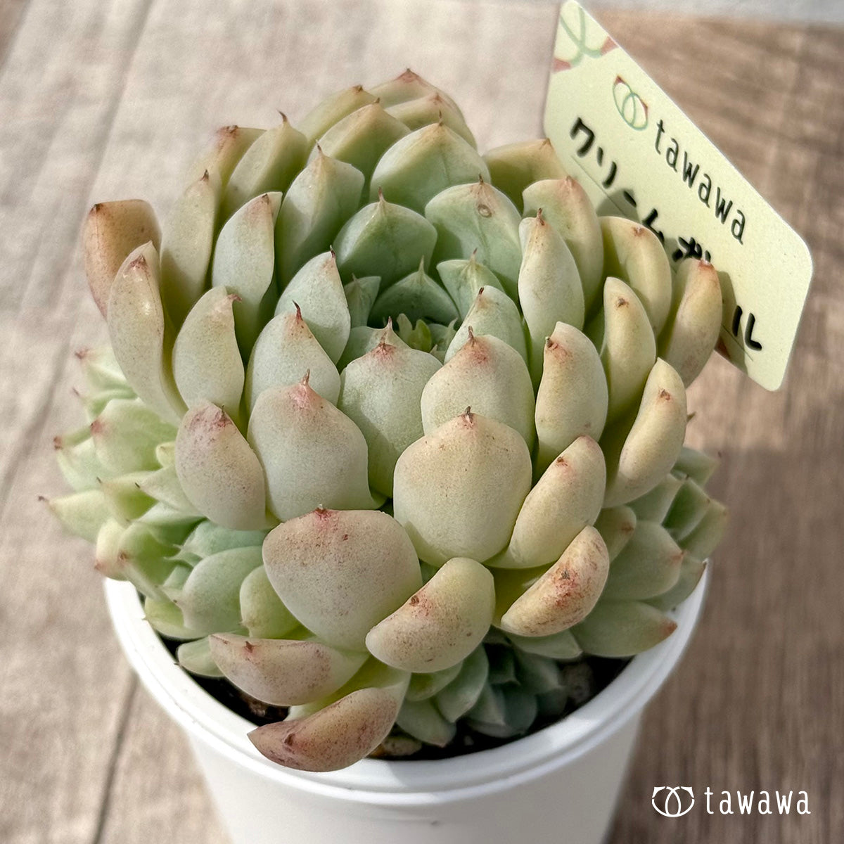 *新発売* クリームボール(エアーマジック農園)【tawawaハウス苗】