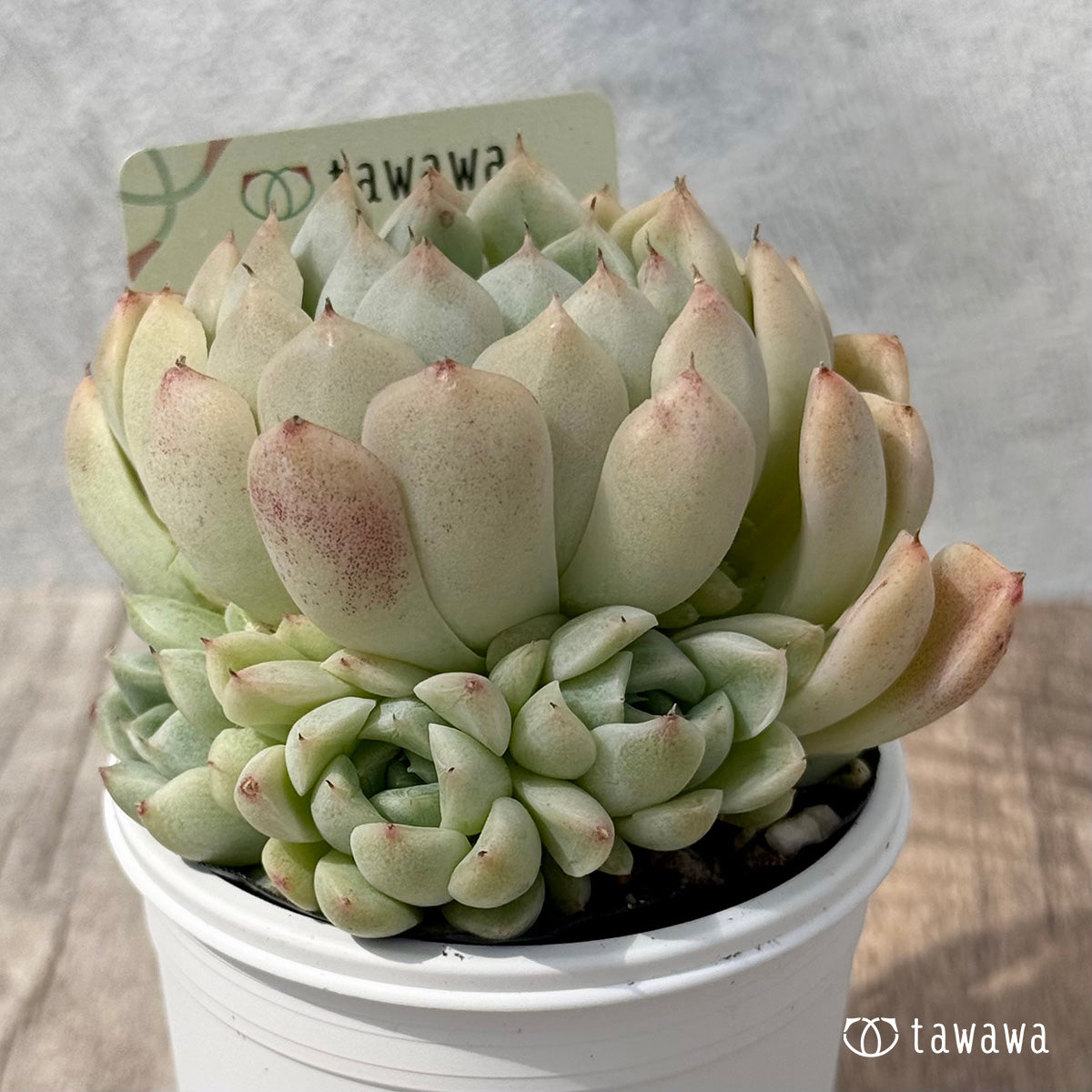 *新発売* クリームボール(エアーマジック農園)【tawawaハウス苗】