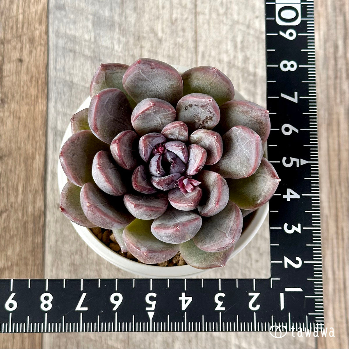 New Arrivals: Ice Green