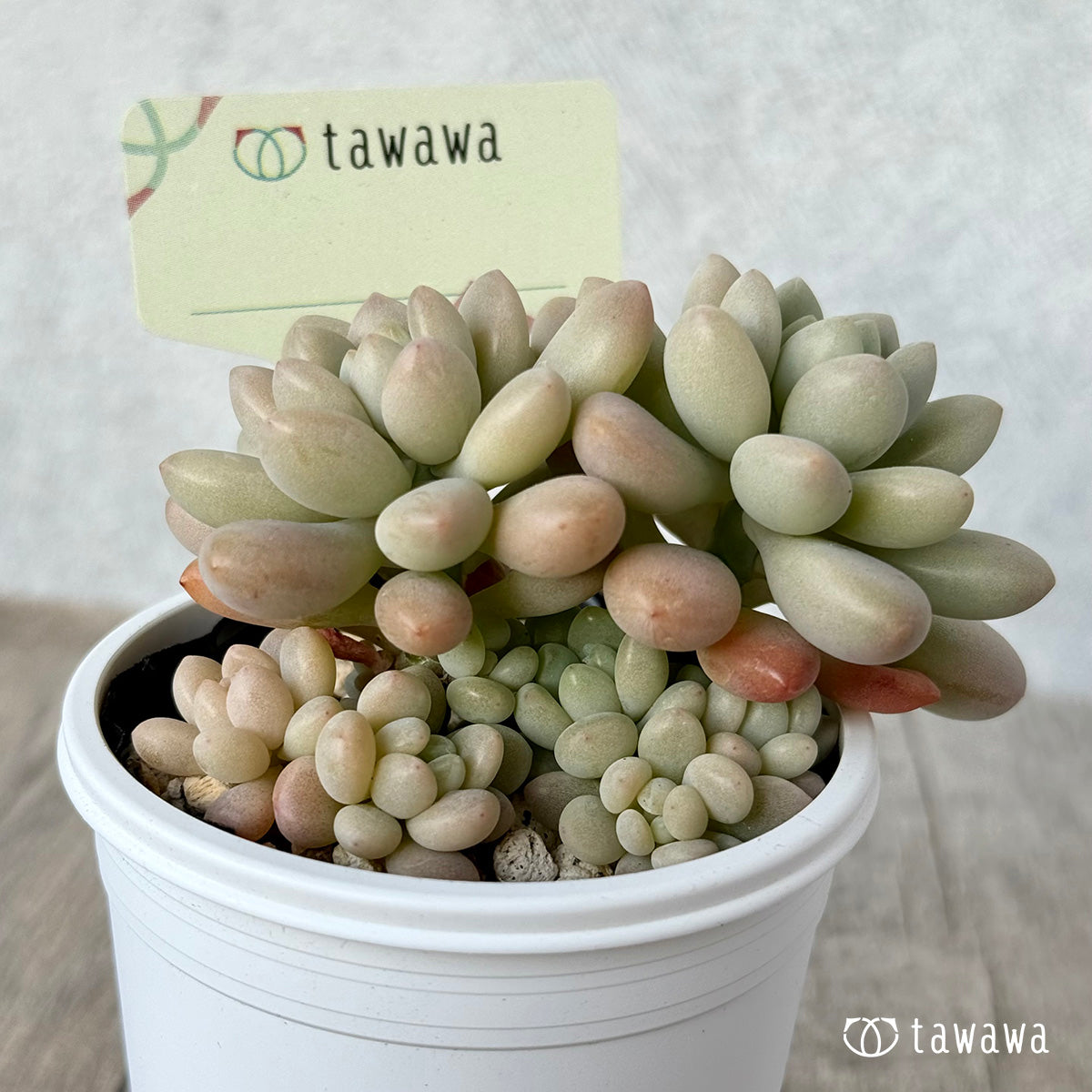 名前のない苗 1【tawawaハウス苗】