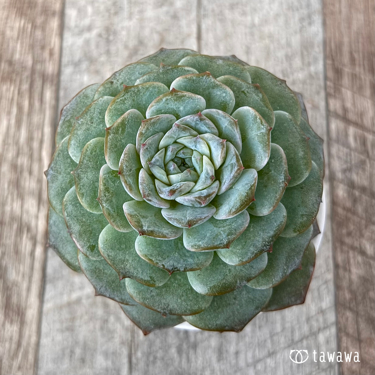 로사리아