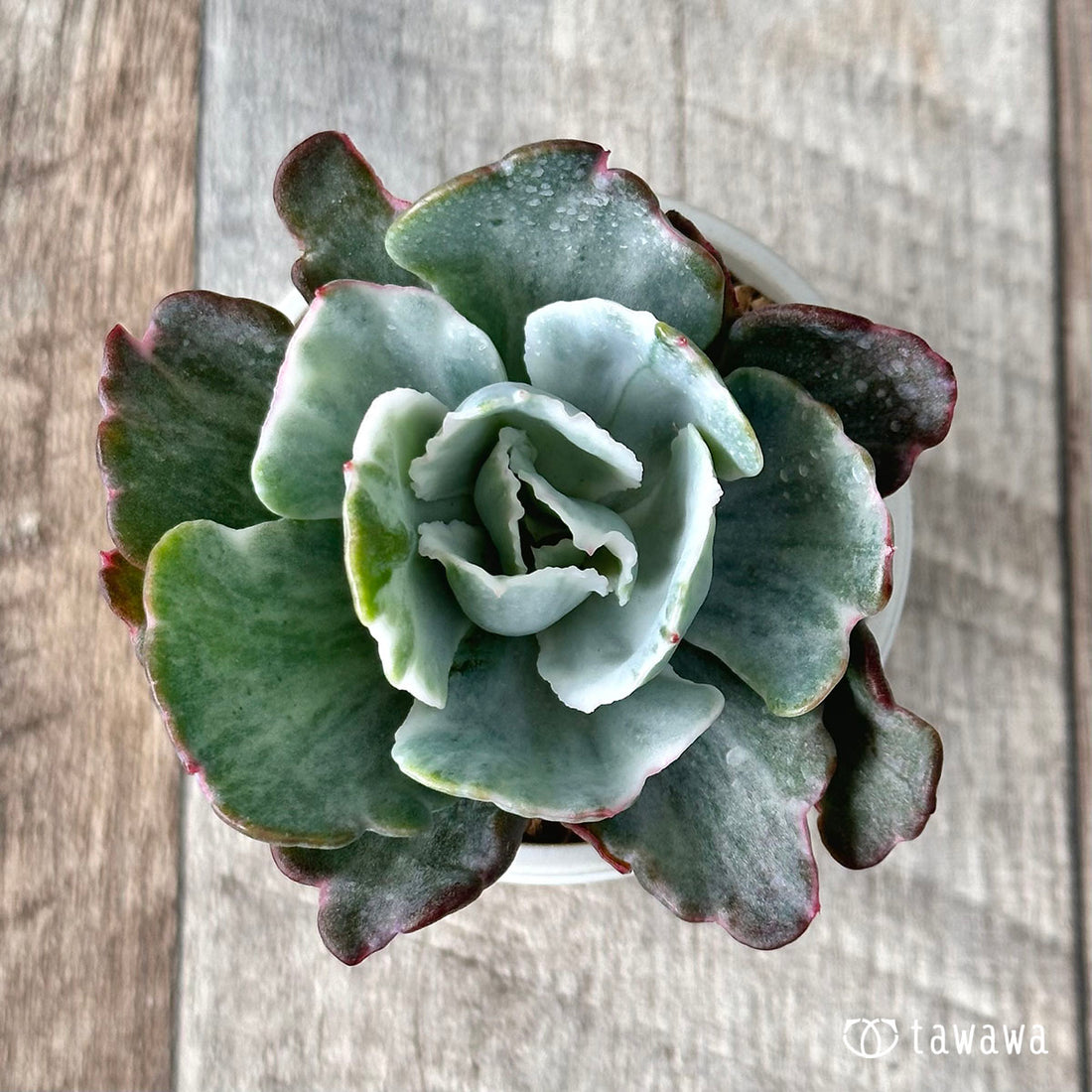 New Arrival* Star Mark