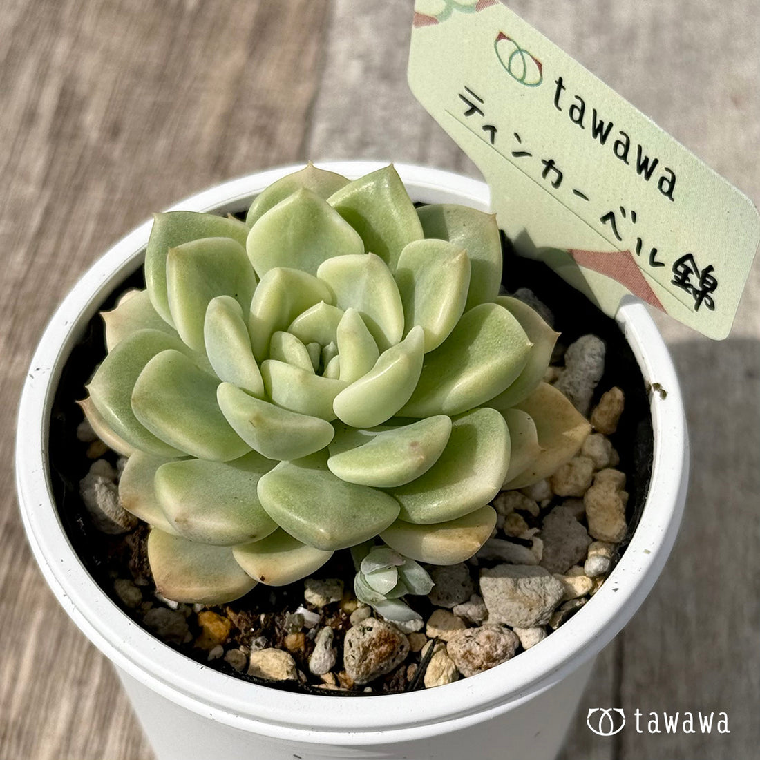 *新発売* ティンカーベル錦 【tawawaハウス苗】