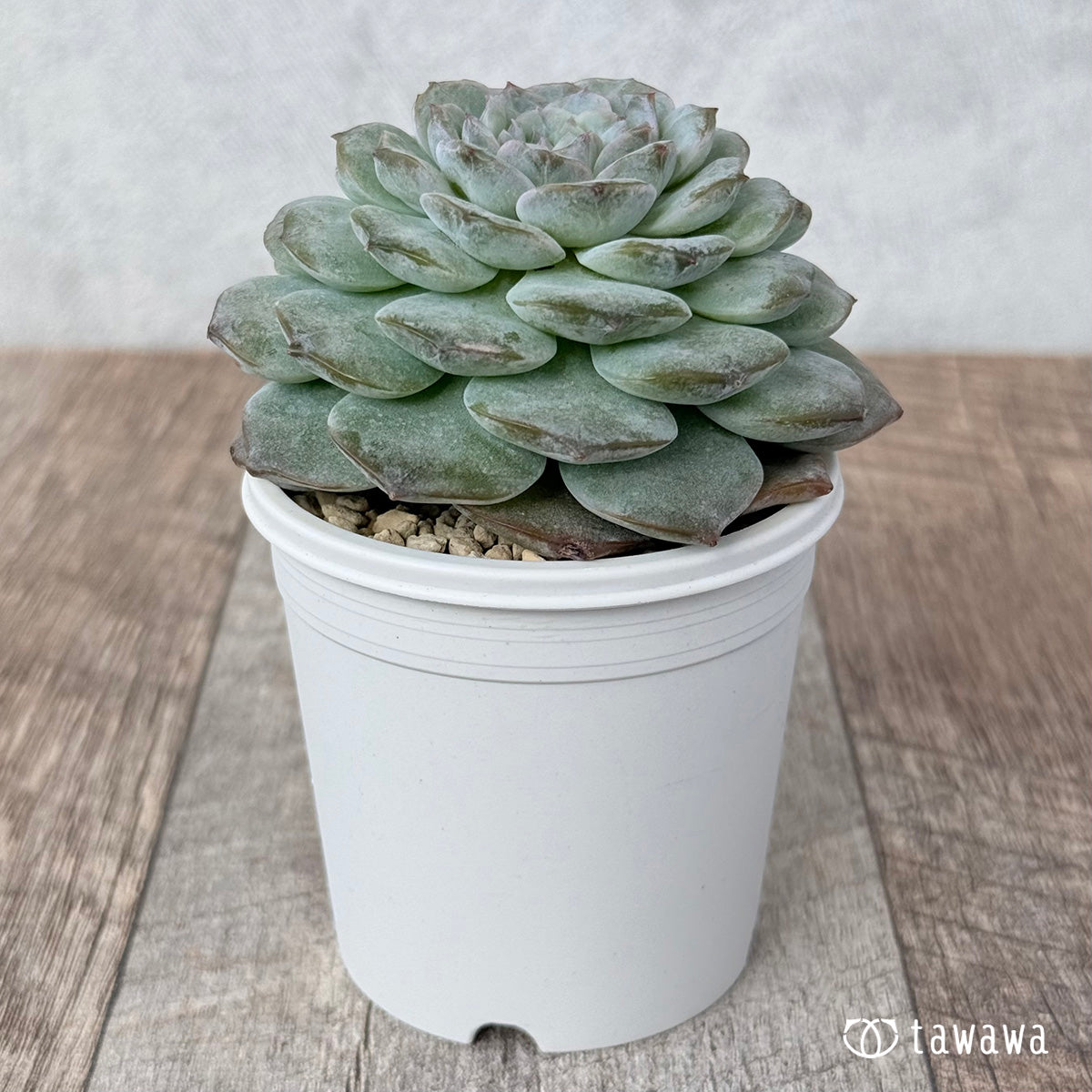 로사리아