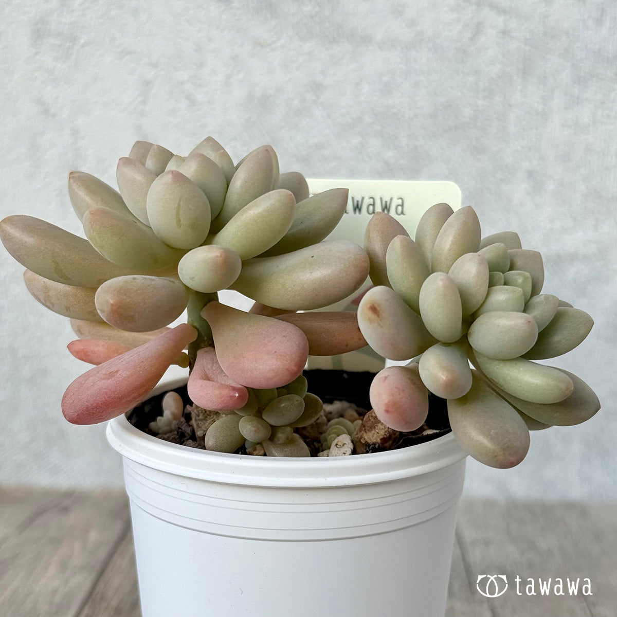 *新発売* 名前のない苗 2【tawawaハウス苗】