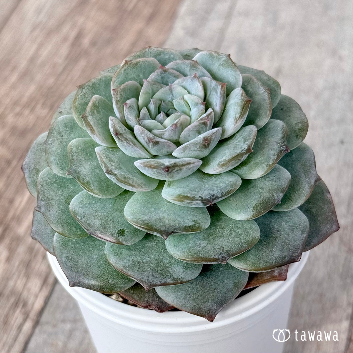 로사리아