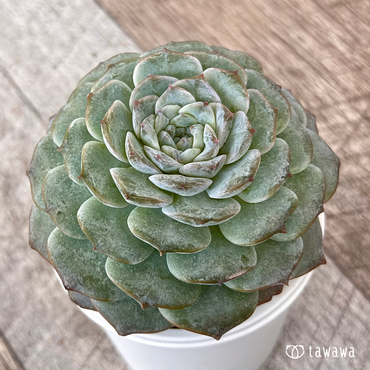 로사리아