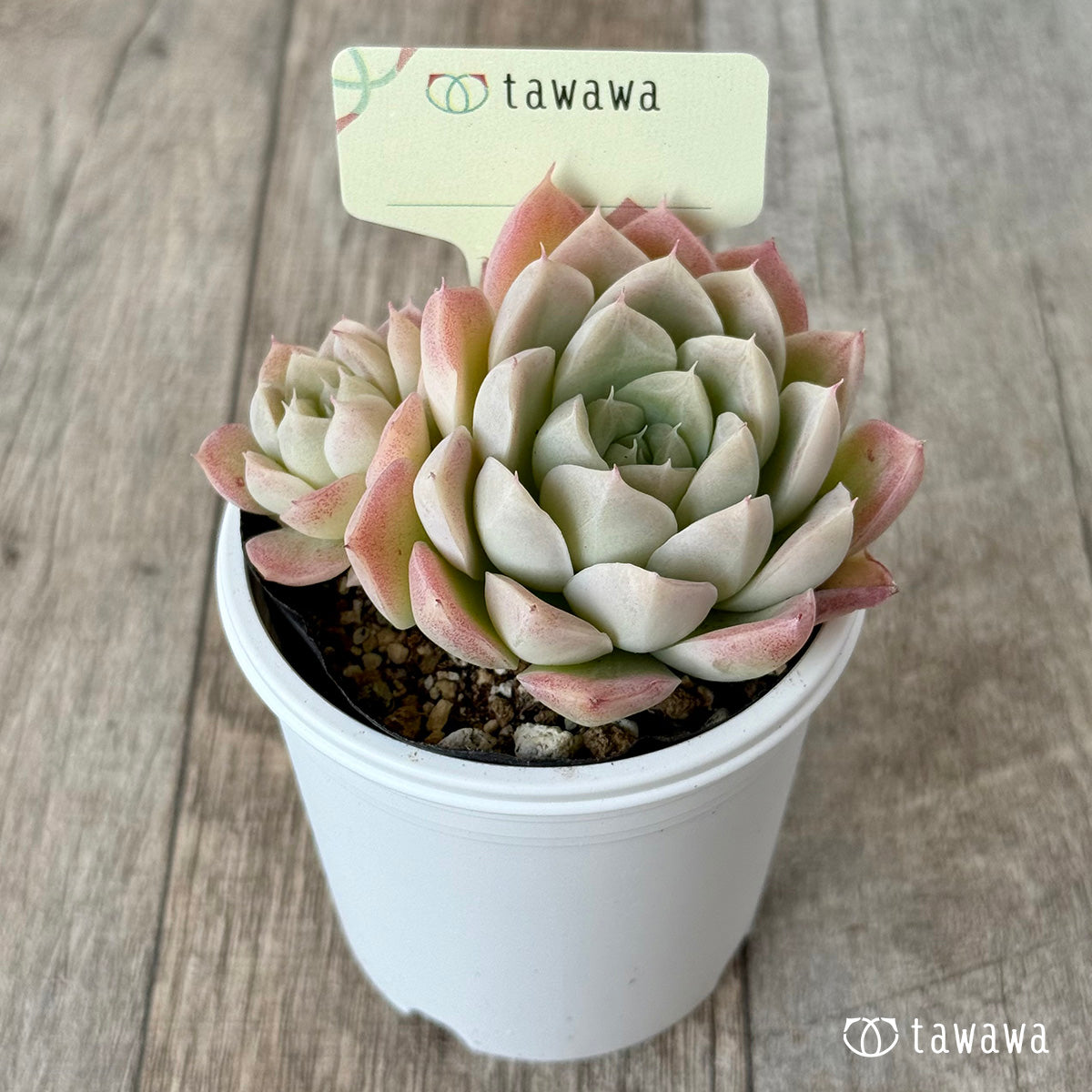 *新発売* 名前のない苗 3【tawawaハウス苗】