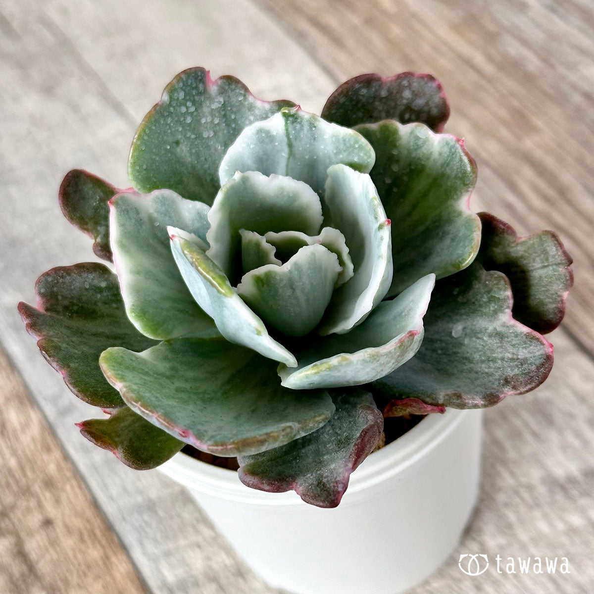 New Arrival* Star Mark