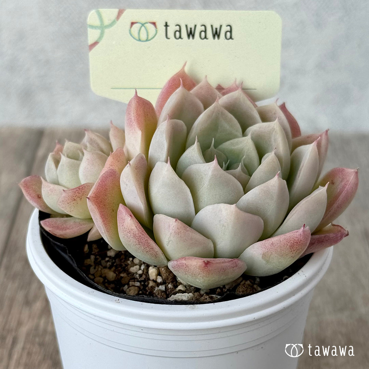 *新発売* 名前のない苗 3【tawawaハウス苗】