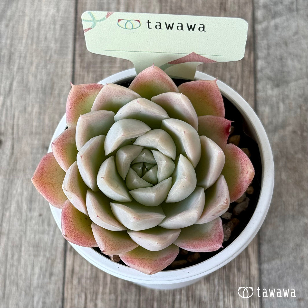 名前のない苗 4【tawawaハウス苗】