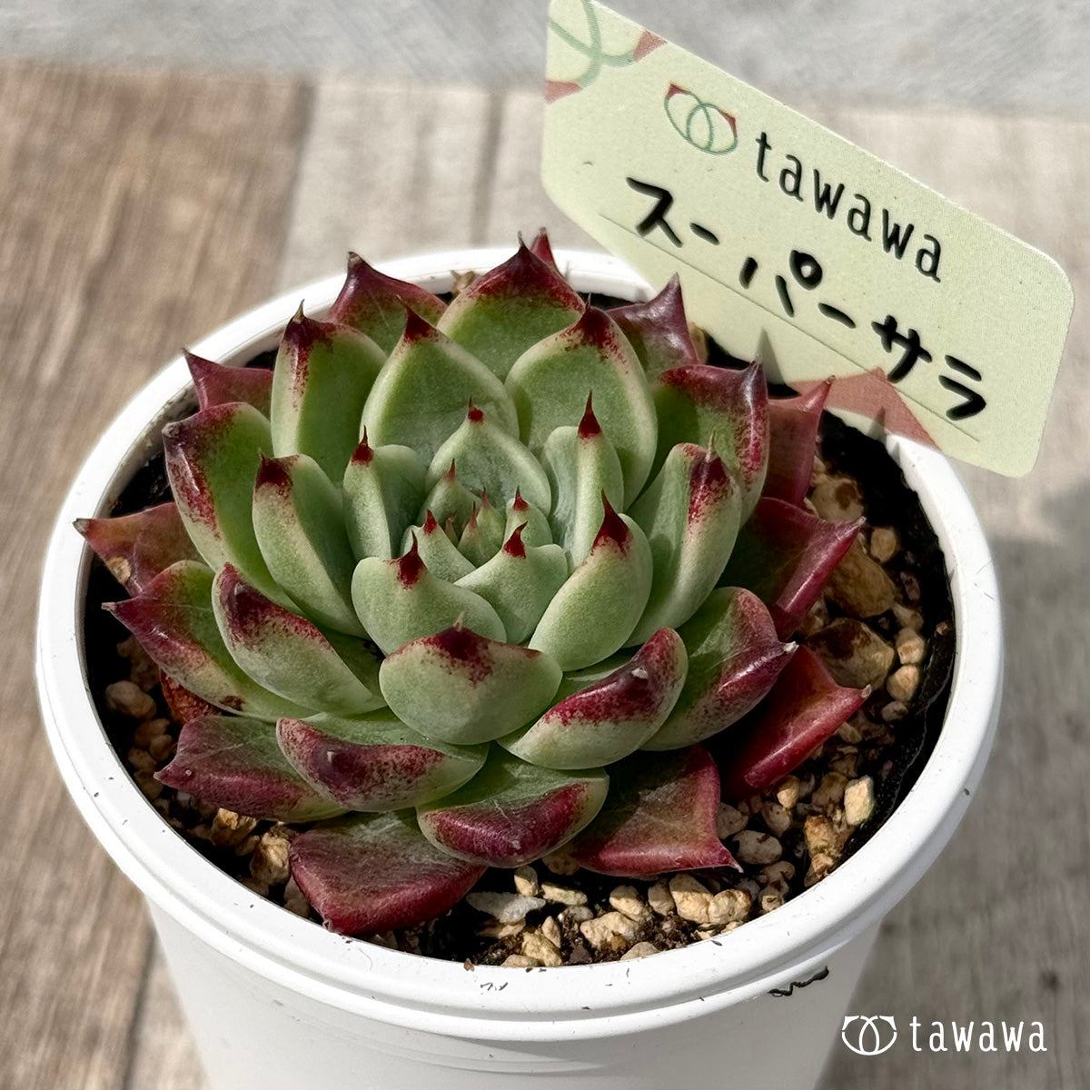 *新発売* スーパーサラ1(エアーマジック農園)【tawawaハウス苗】