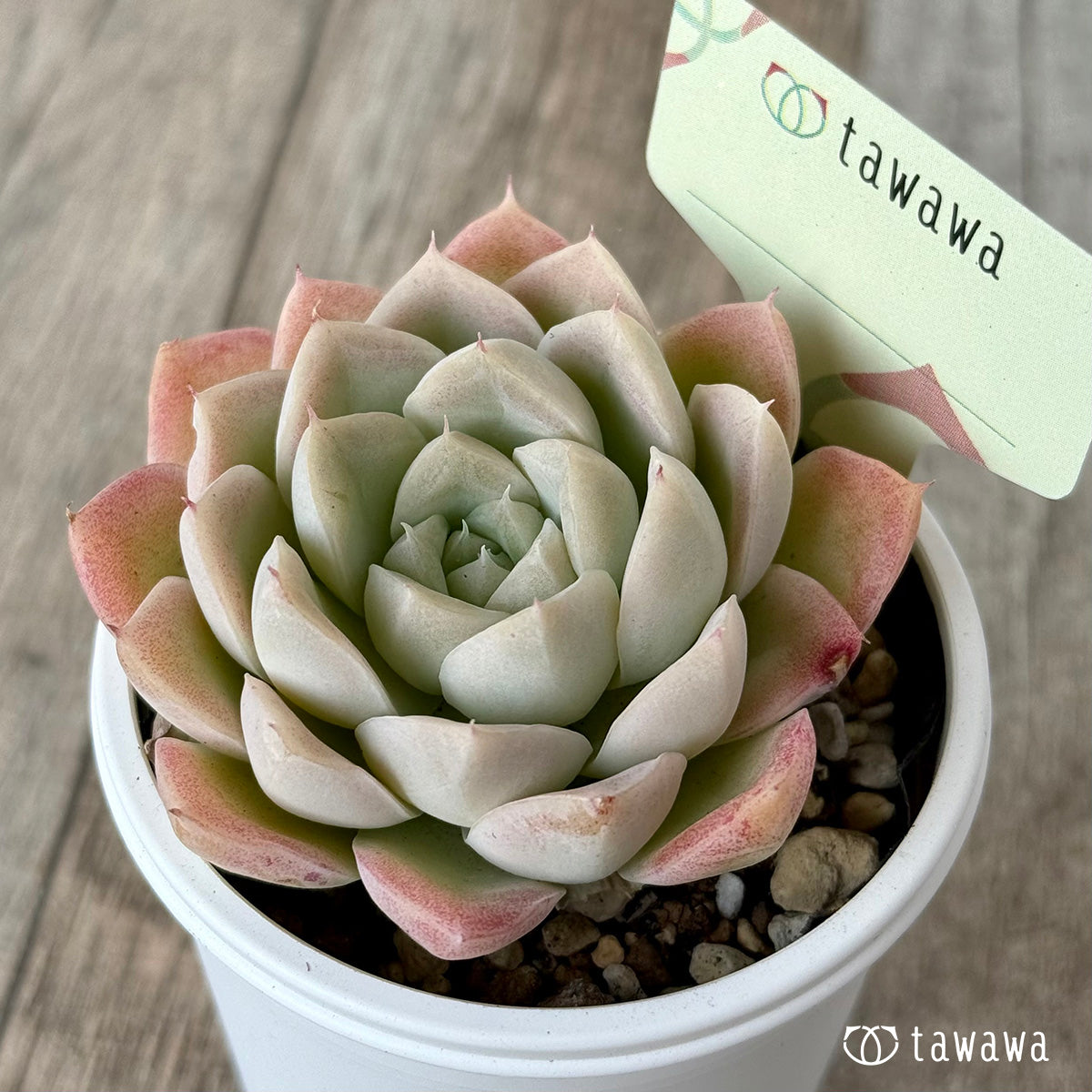 *新発売* 名前のない苗 4【tawawaハウス苗】