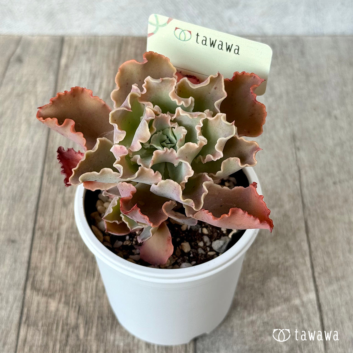 *新発売* 名前のない苗 5【tawawaハウス苗】