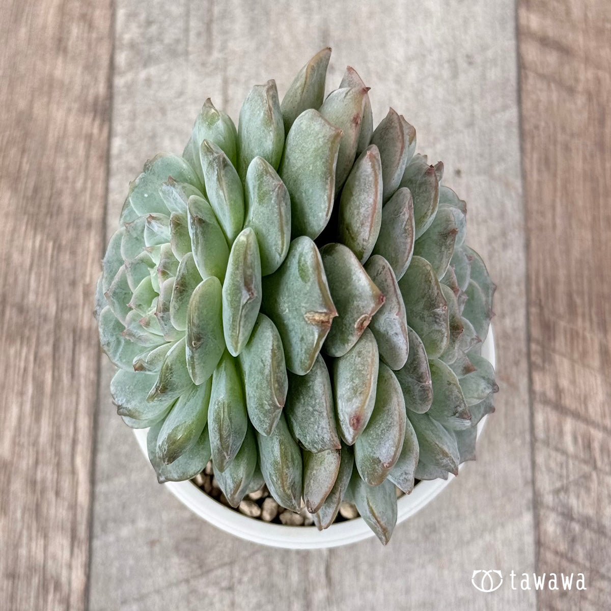 New Arrivals: Ice Green