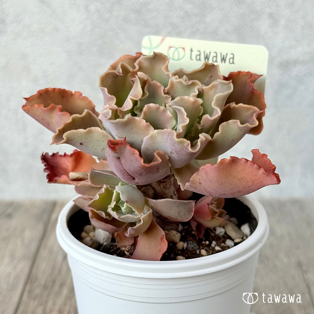 *新発売* 名前のない苗 5【tawawaハウス苗】