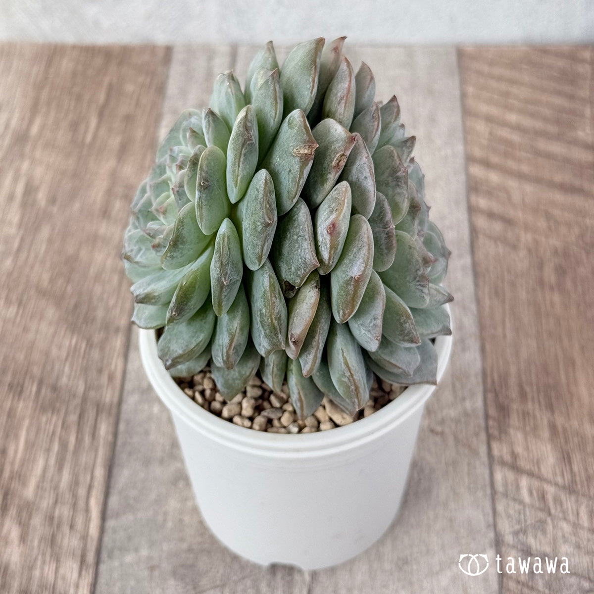 New Arrivals: Ice Green