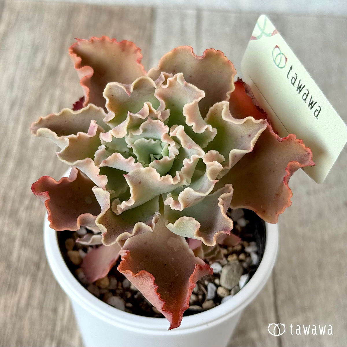 *新発売* 名前のない苗 5【tawawaハウス苗】