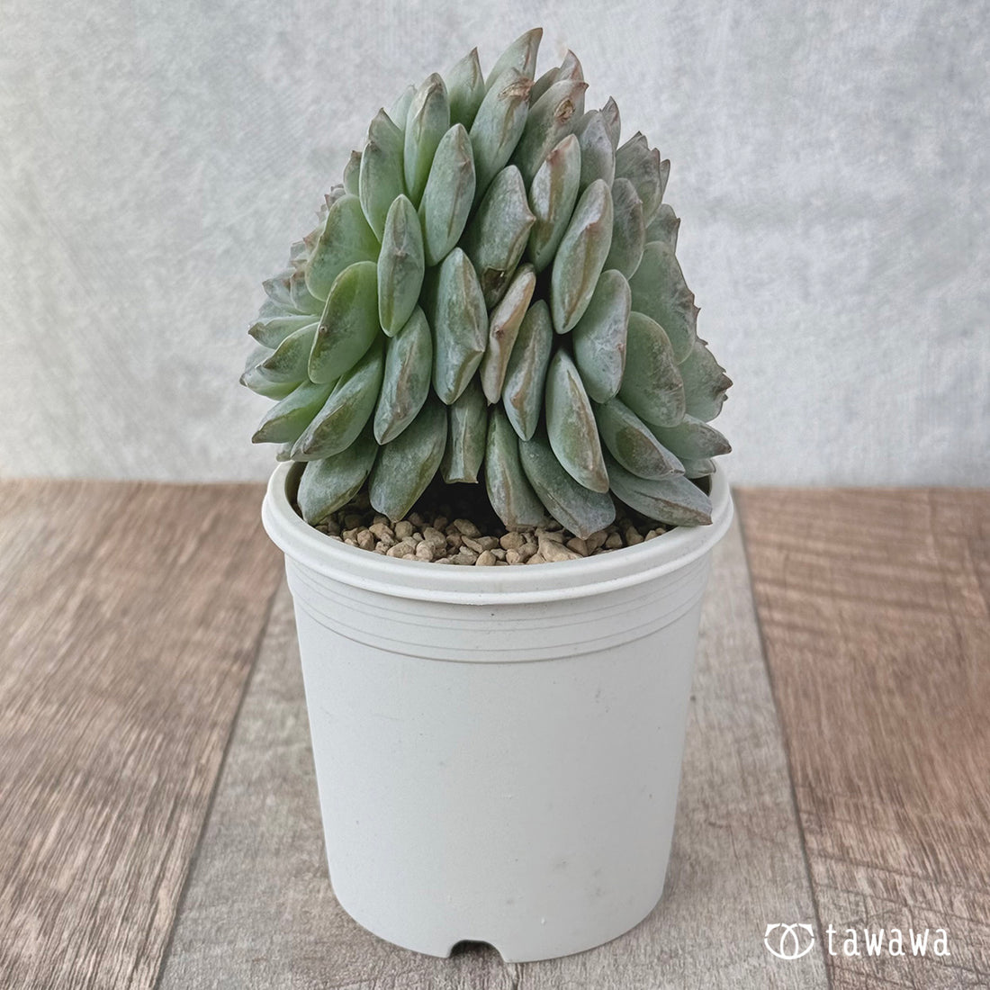 New Arrivals: Ice Green