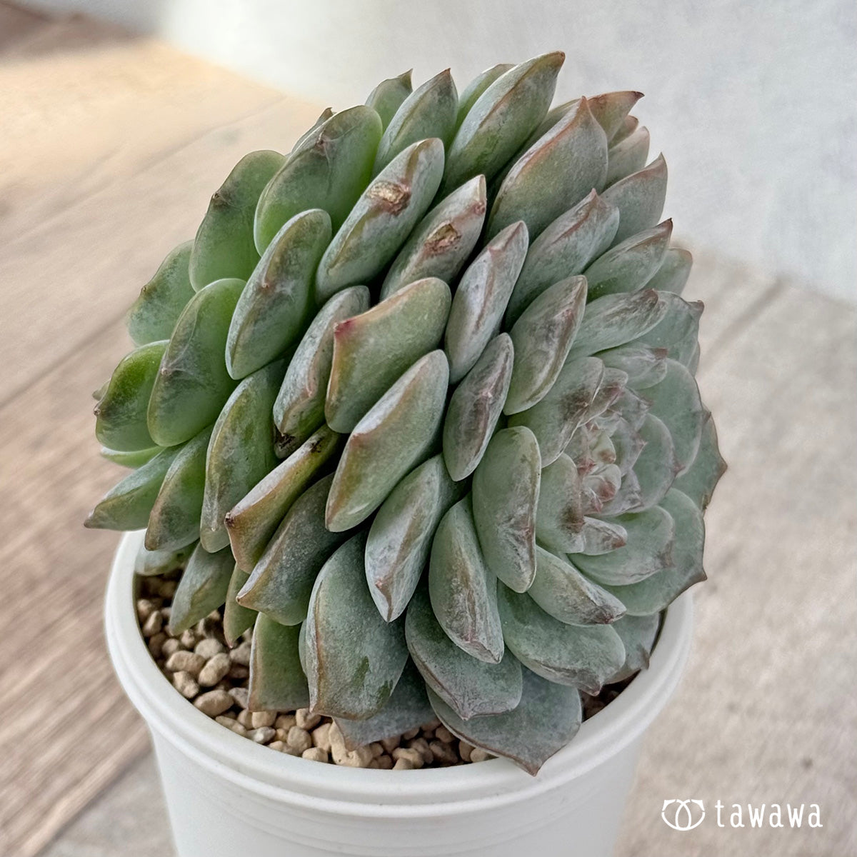 New Arrivals: Ice Green