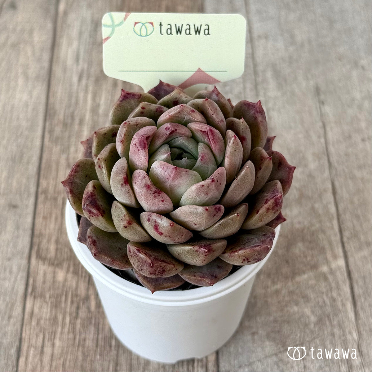 *新発売* 名前のない苗 6【tawawaハウス苗】