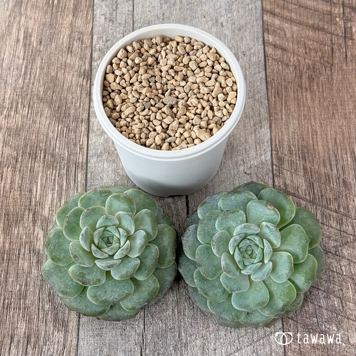 New Arrivals: Ice Green