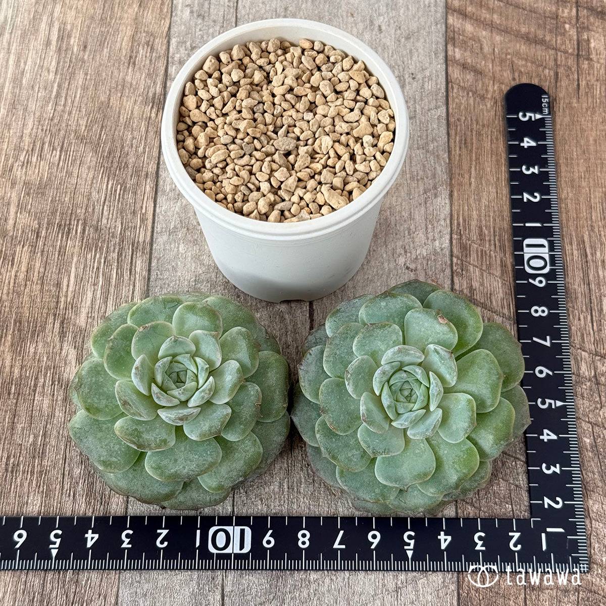 New Arrivals: Ice Green
