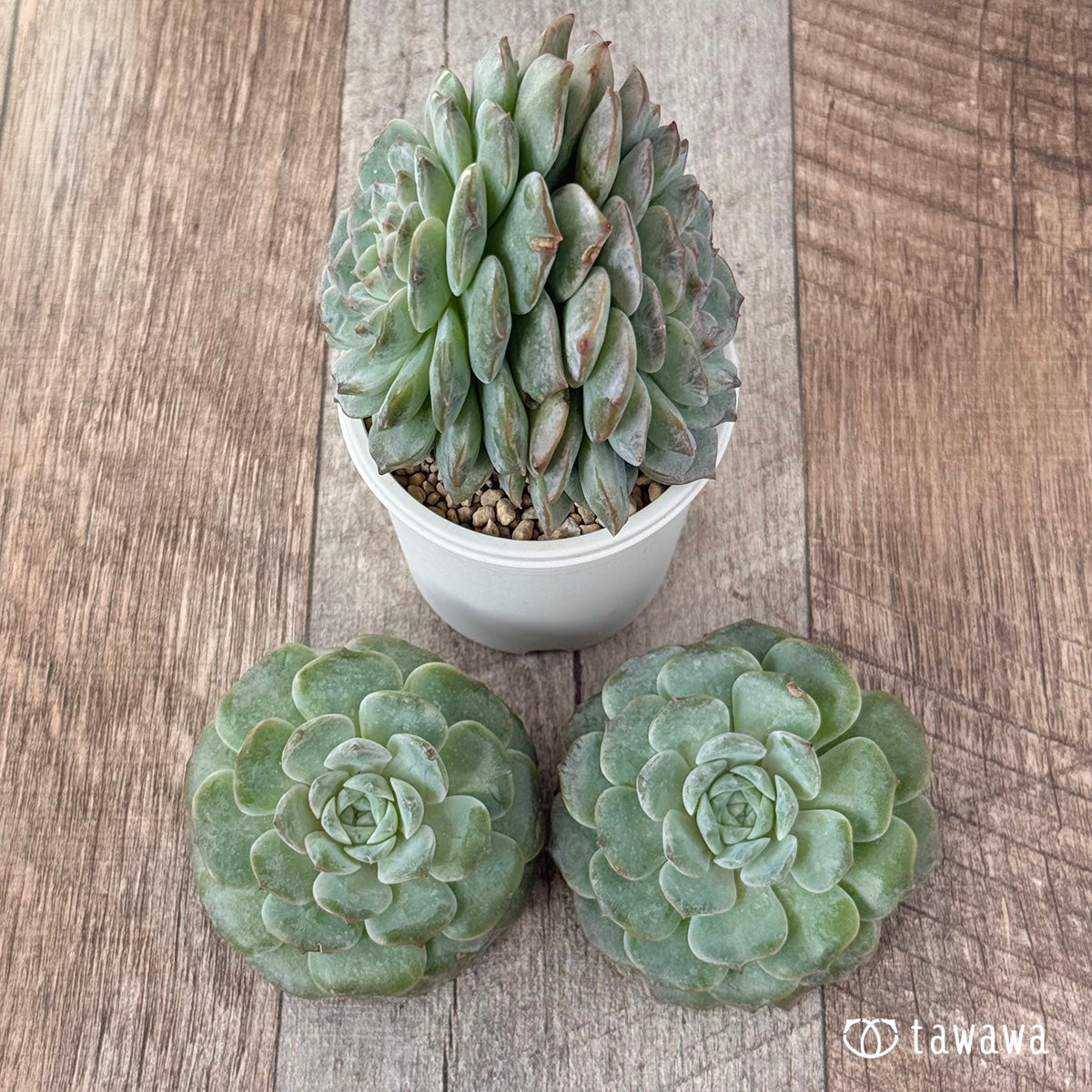 New Arrivals: Ice Green