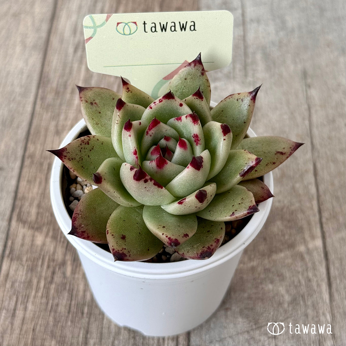 *新発売* 名前のない苗 7【tawawaハウス苗】