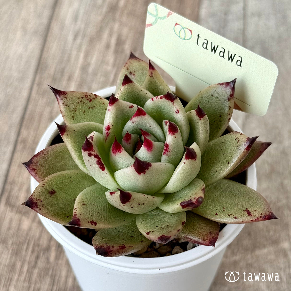 *新発売* 名前のない苗 7【tawawaハウス苗】