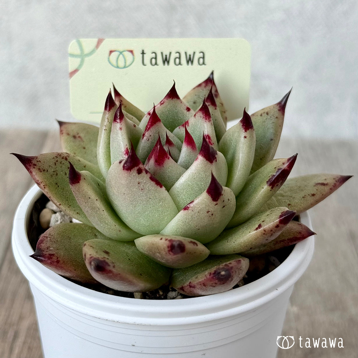 名前のない苗 7【tawawaハウス苗】