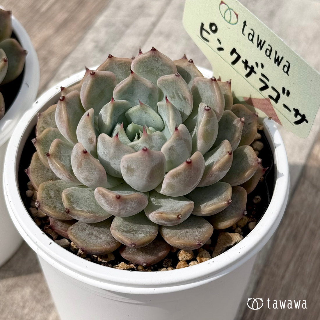 *新発売* ピンクザラゴーサ【tawawaハウス苗】