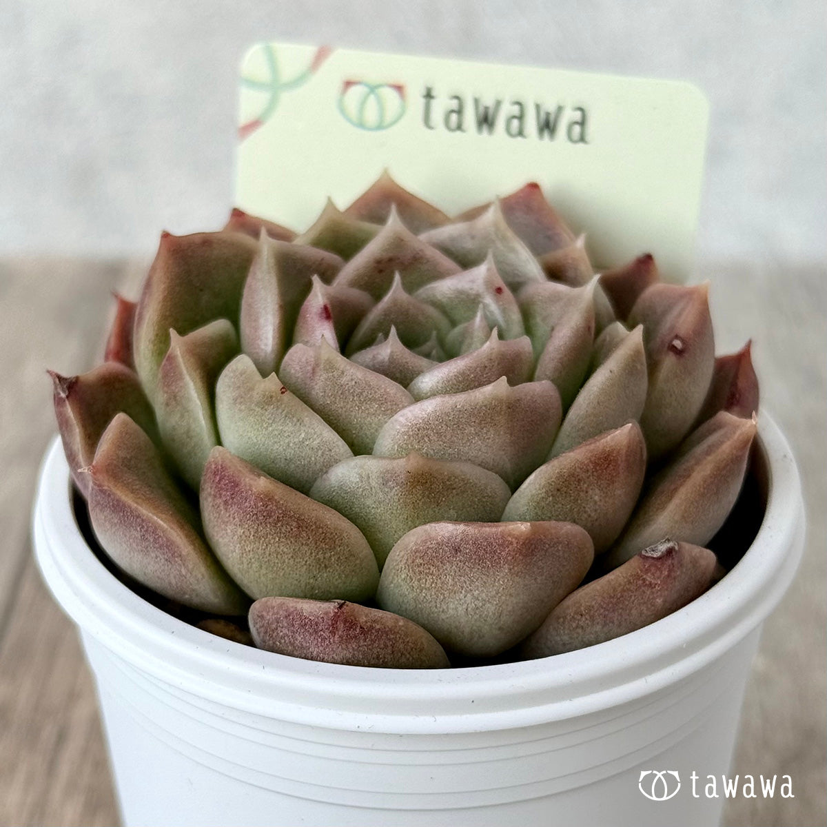 *新発売* 名前のない苗 8【tawawaハウス苗】