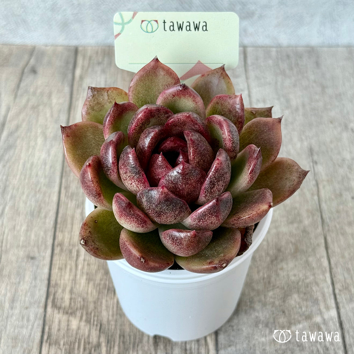 *新発売* 名前のない苗 9【tawawaハウス苗】