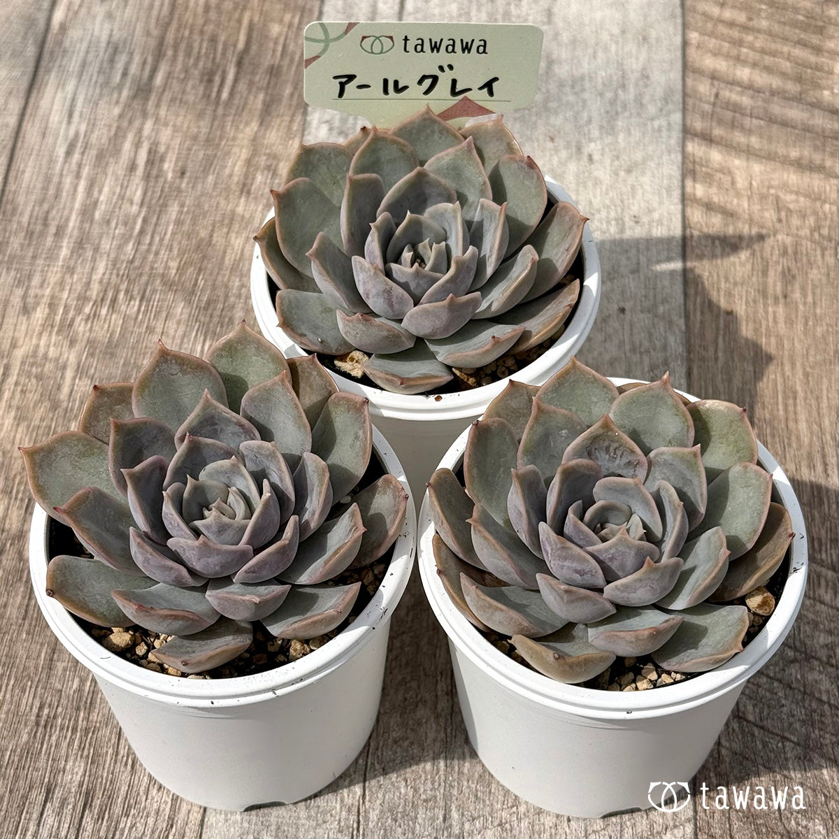 *新発売* アールグレイ【tawawaハウス苗】
