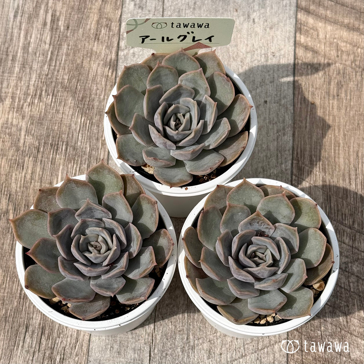 *新発売* アールグレイ【tawawaハウス苗】