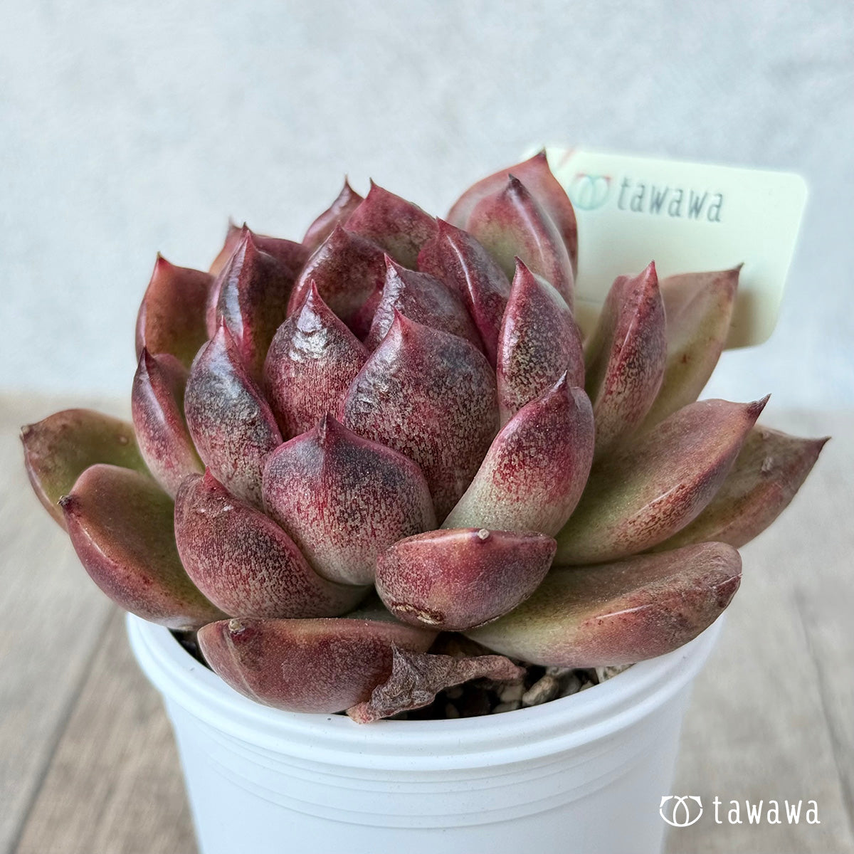 *新発売* 名前のない苗 9【tawawaハウス苗】