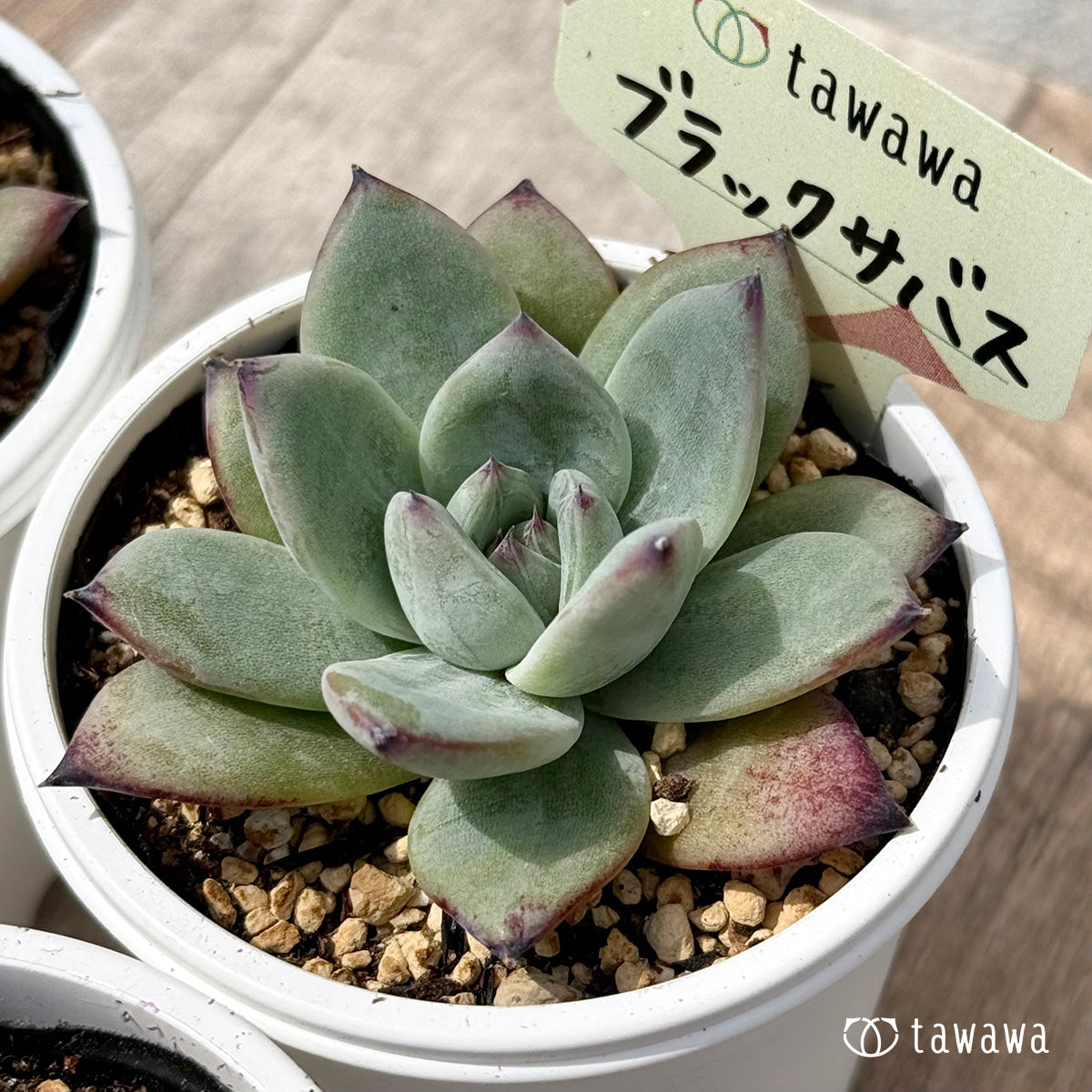 *新発売* ブラックサバス(エアーマジック農園)【tawawaハウス苗】