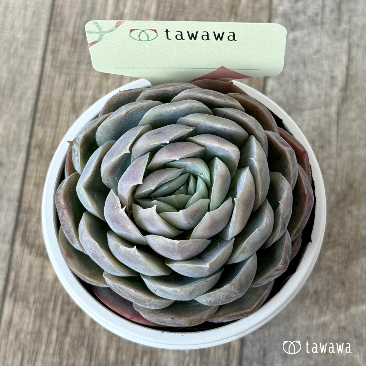 *新発売* 名前のない苗 11【tawawaハウス苗】