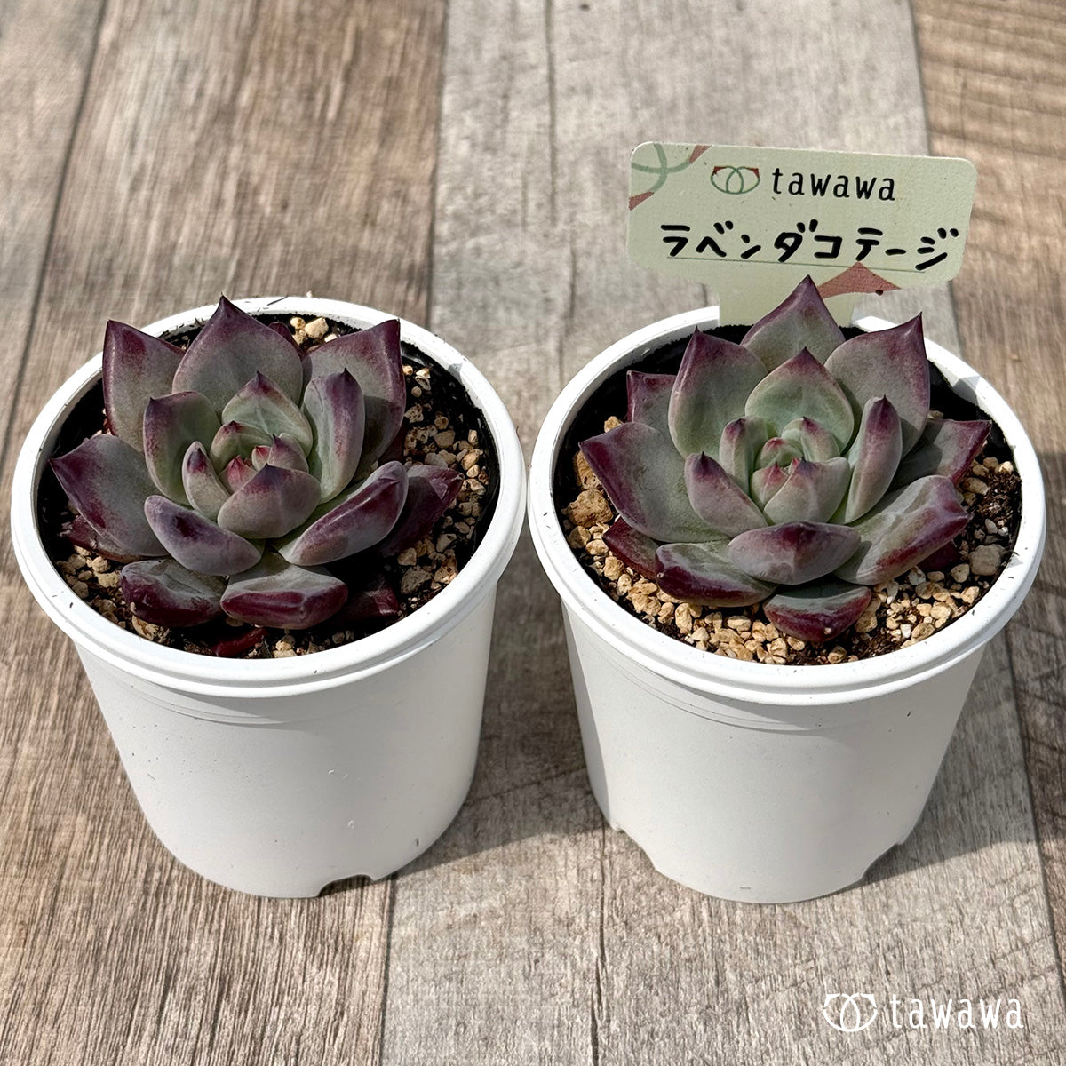 *新発売* ラベンダーコテージ【tawawaハウス苗】