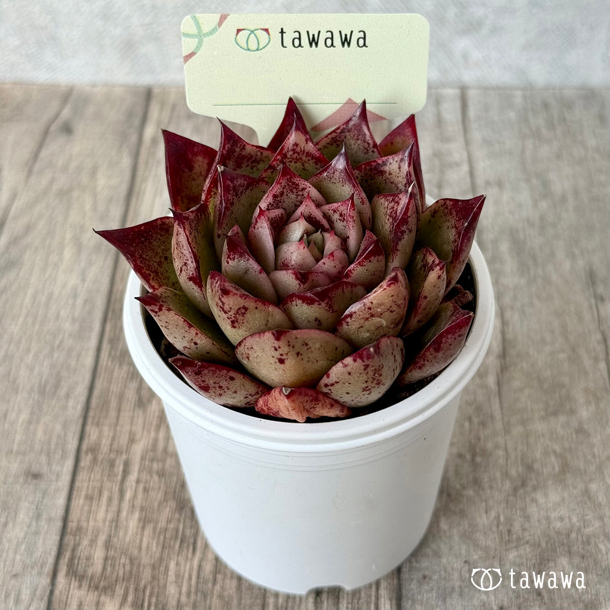 *新発売* 名前のない苗 12【tawawaハウス苗】