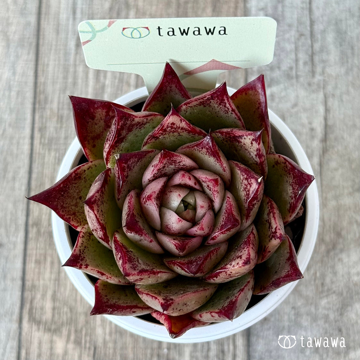 *新発売* 名前のない苗 12【tawawaハウス苗】