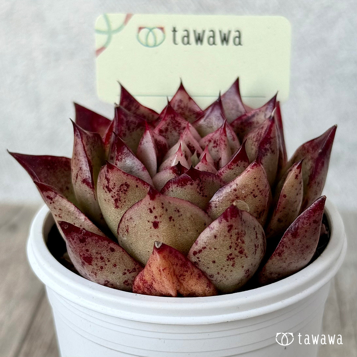 *新発売* 名前のない苗 12【tawawaハウス苗】