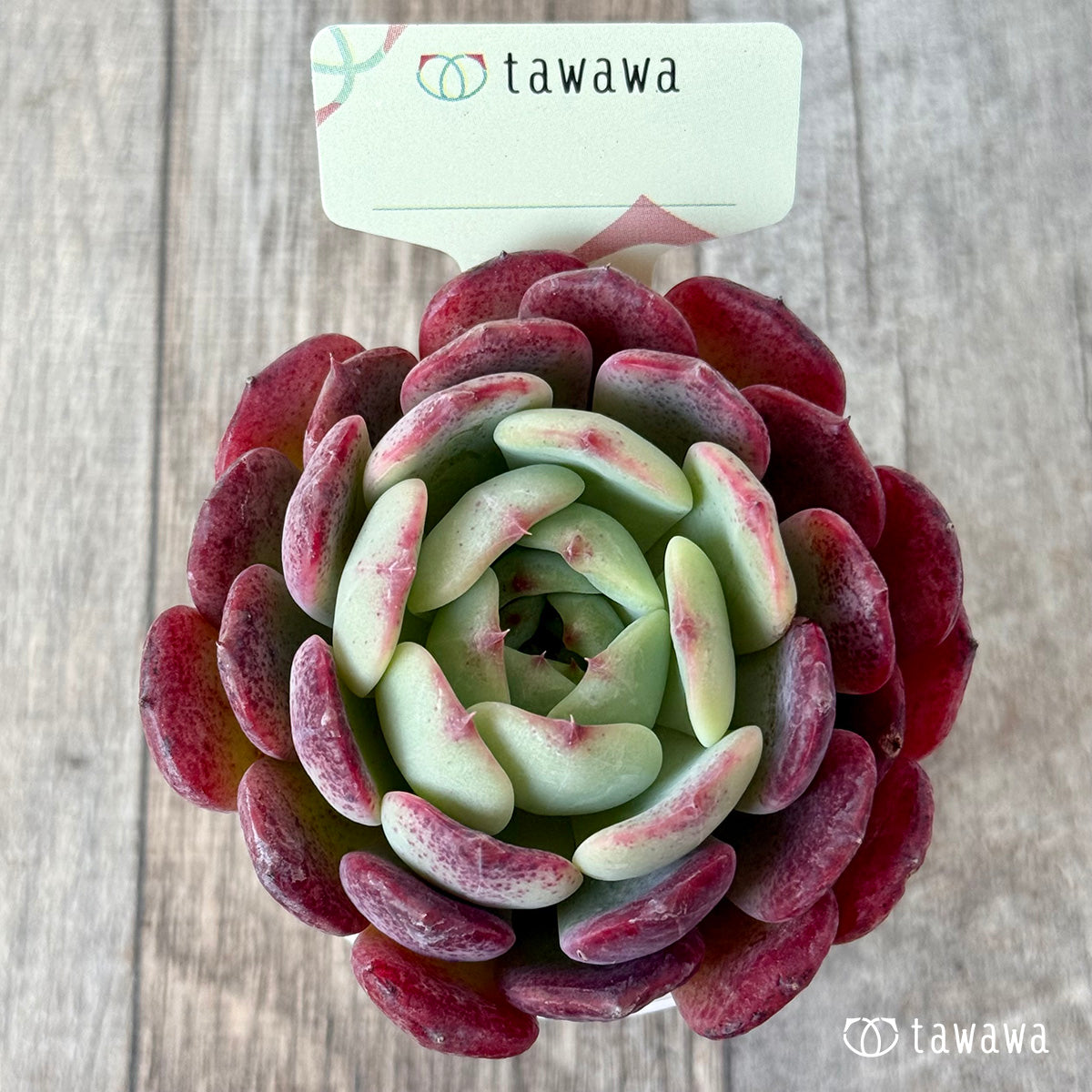 名前のない苗 13【tawawaハウス苗】