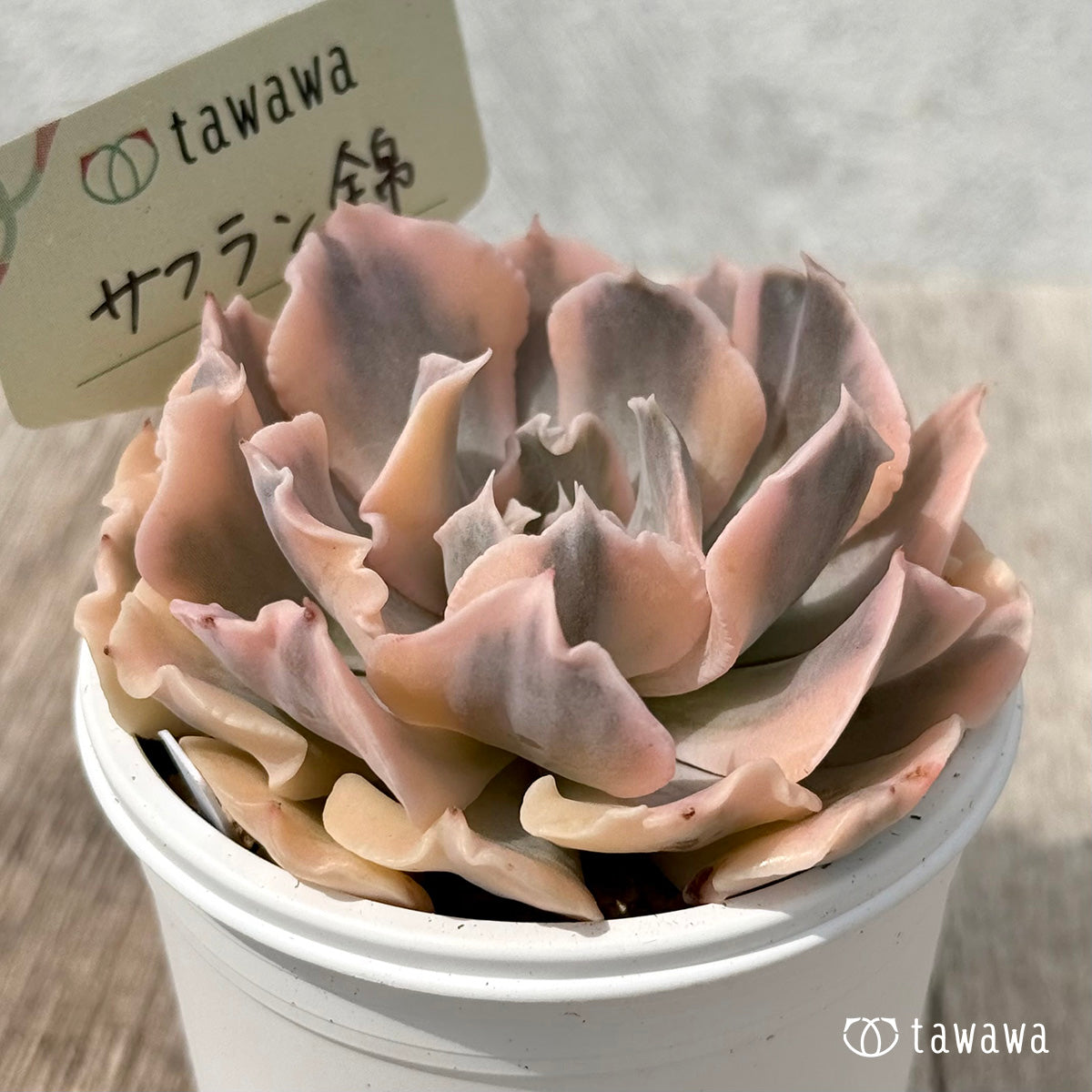 *新発売* サフラン錦【tawawaハウス苗】